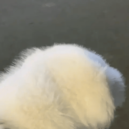 The Purrfect Paw Gloves