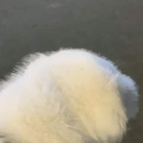 The Purrfect Paw Gloves